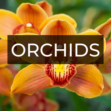 Greenhouse Orchids