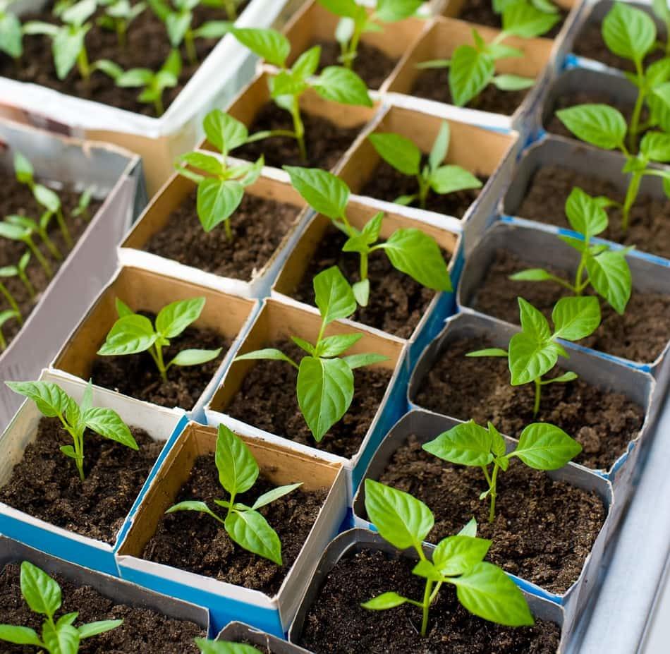 transplanting seedlings