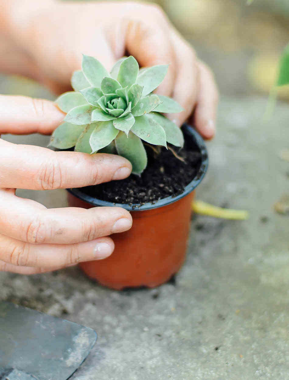 transplanting succulent