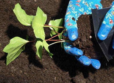 transplanting plants