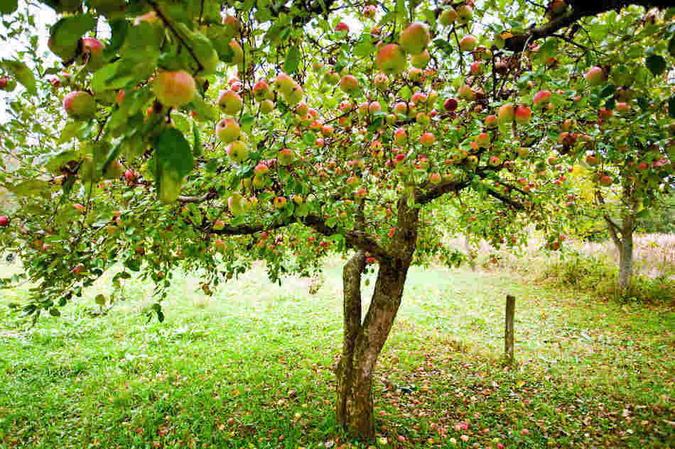 growing apples in kentucky based on hardiness zone