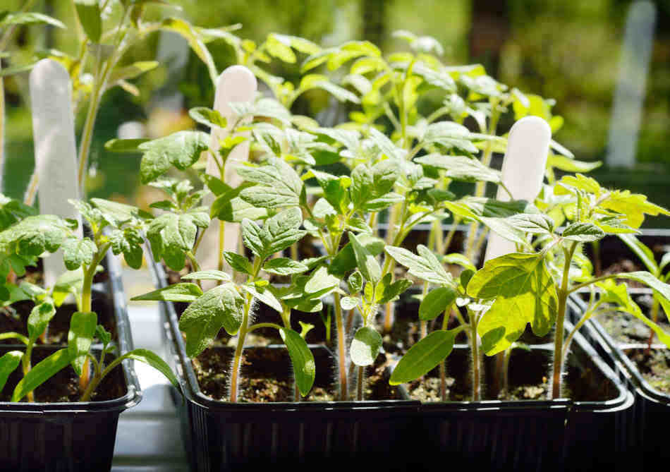 buying tomato seedlings