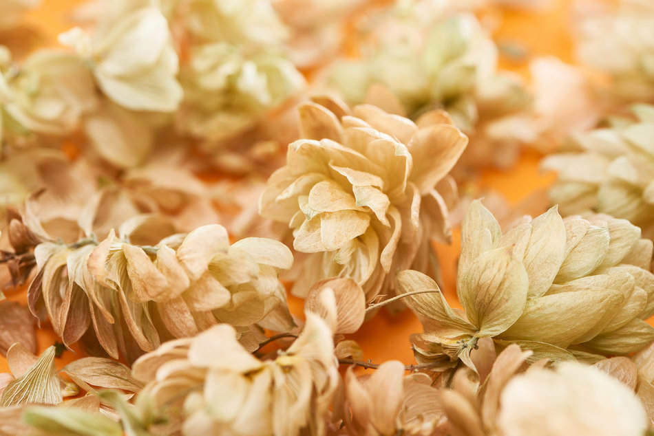 drying hops