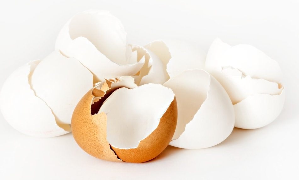 eggs and eggshells in your soil