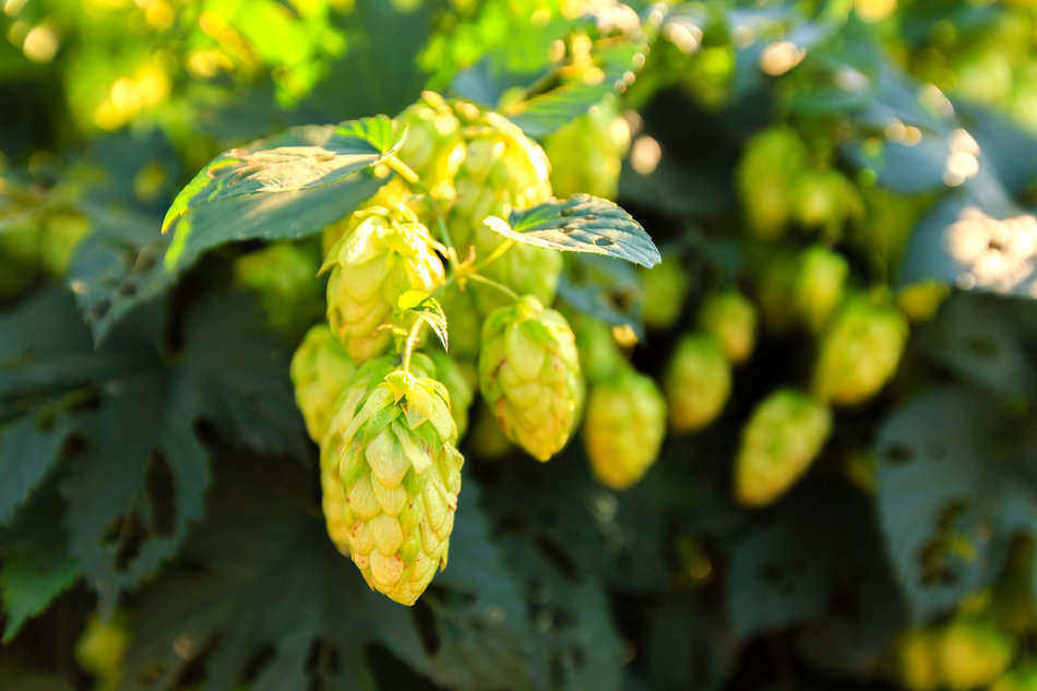 growing hops