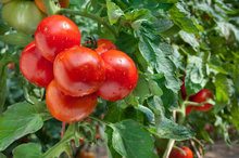 how to grow more tomatoes