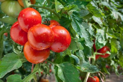 How to grow more tomatoes