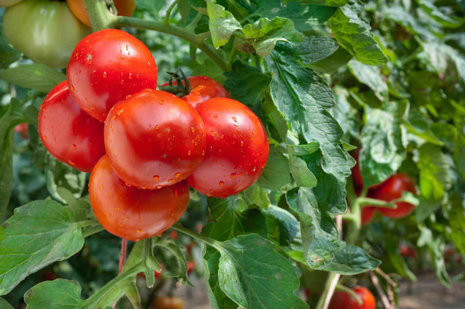 tomato varieties