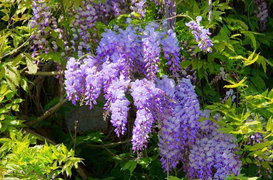 growing wisteria based on kentucky hardiness zone