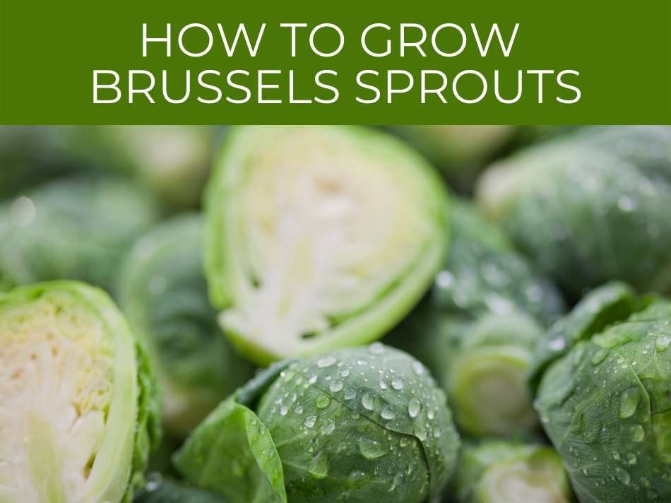 A guide on how to grow Brussels Sprouts, featuring fresh, dew-covered sprouts.