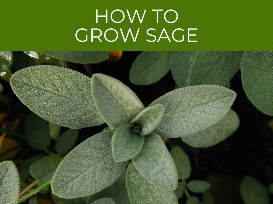 Guide on How to Grow Sage Plants.