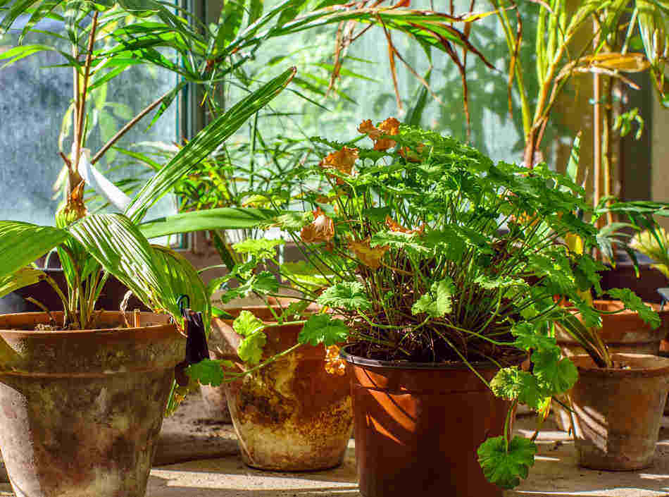 examples of diy indoor greenhouses