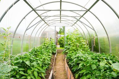 How to Use a Greenhouse