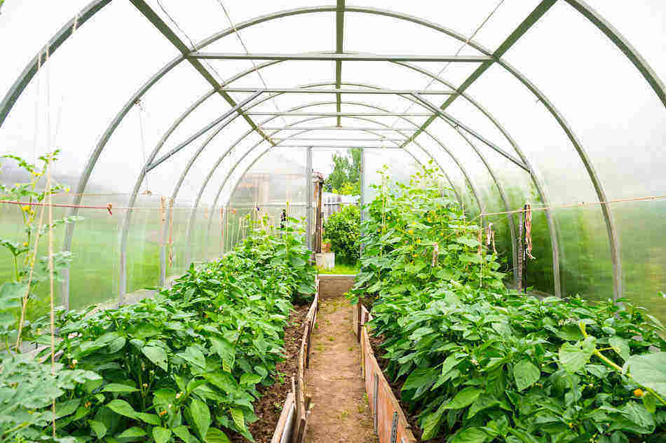 how to use a greenhouse; greenhouse basics