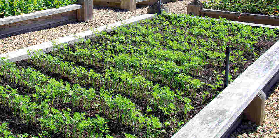 raised beds