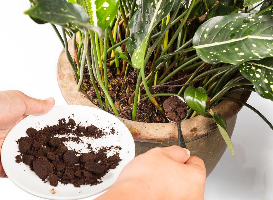 tips for adding coffee grounds directly to your soil