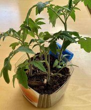 mini indoor greenhouse mini indoor greenhouse