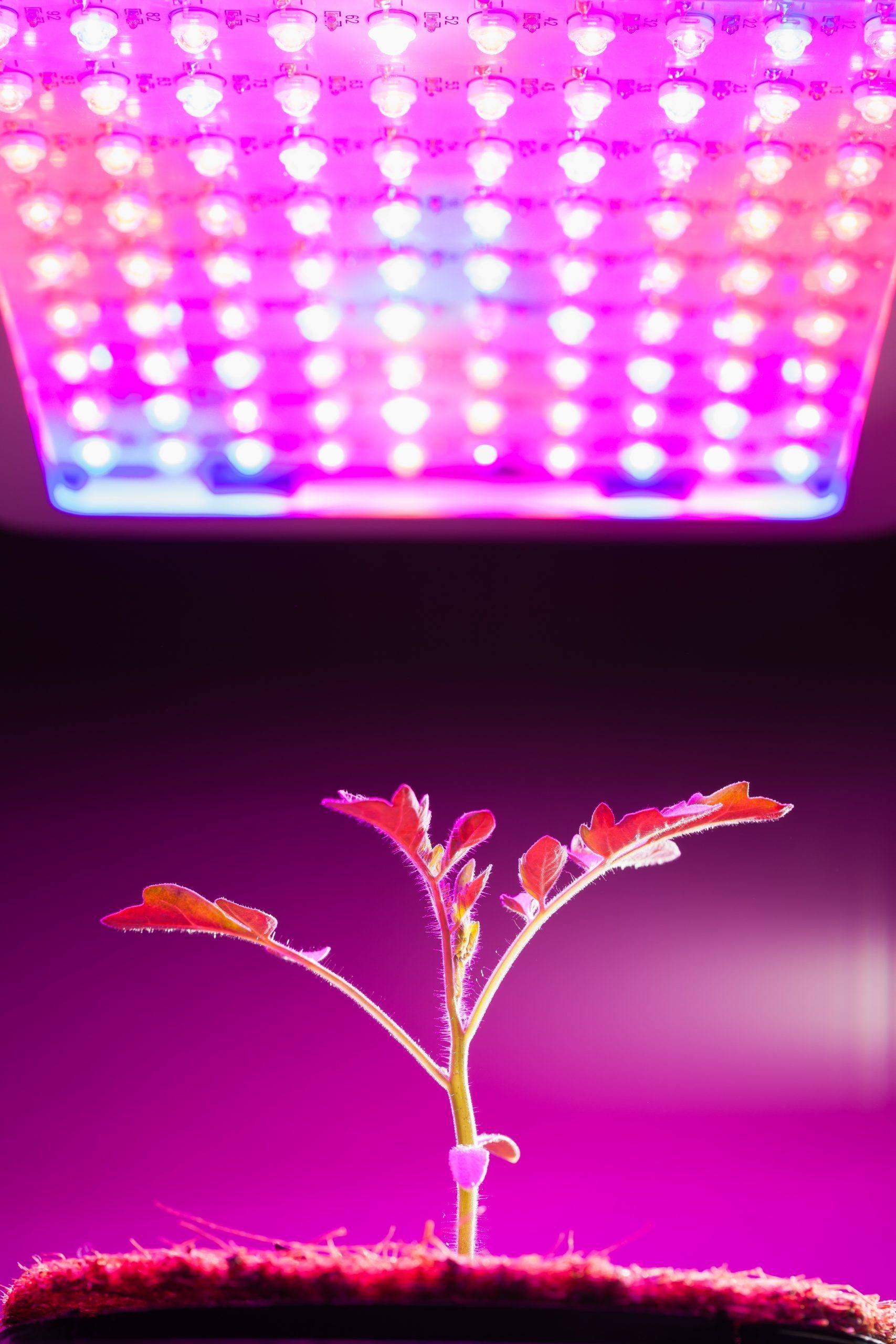 Indoor Greenhouses with Grow Lights