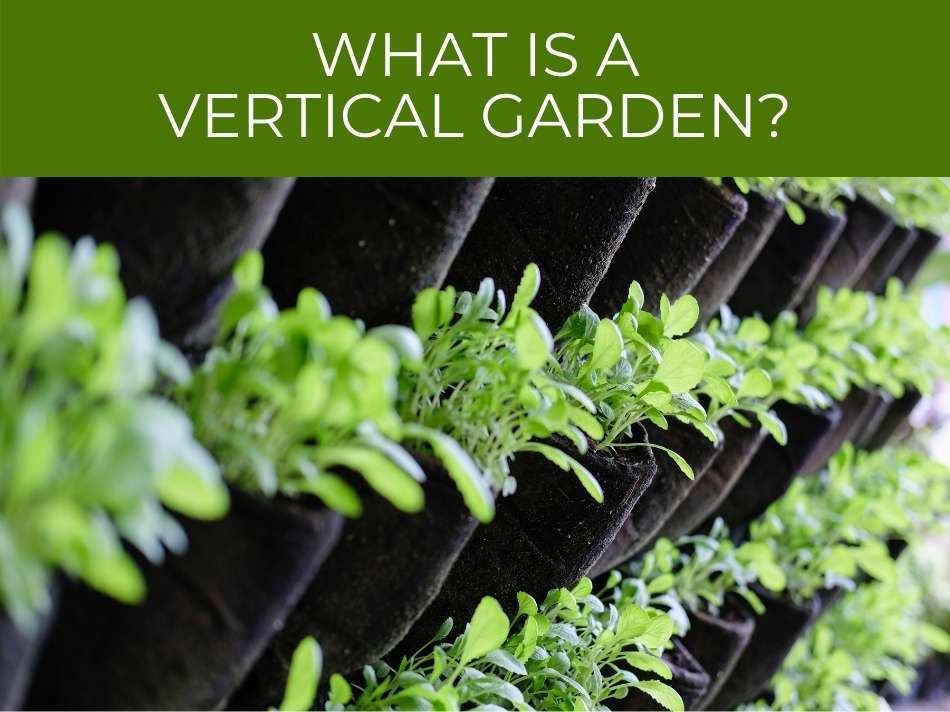 Plants growing in a vertical orientation, illustrating the concept of a vertical garden, as outlined in the Ultimate Guide to Vertical Gardening.