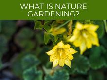 What is nature gardening_
