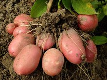 how to grow sweet potatoes how to grow sweet potatoes