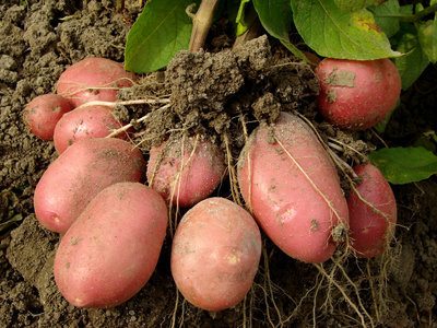 How to Grow Sweet Potatoes