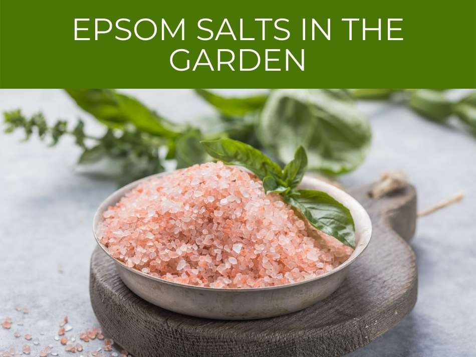 Epsom Salts in the Garden