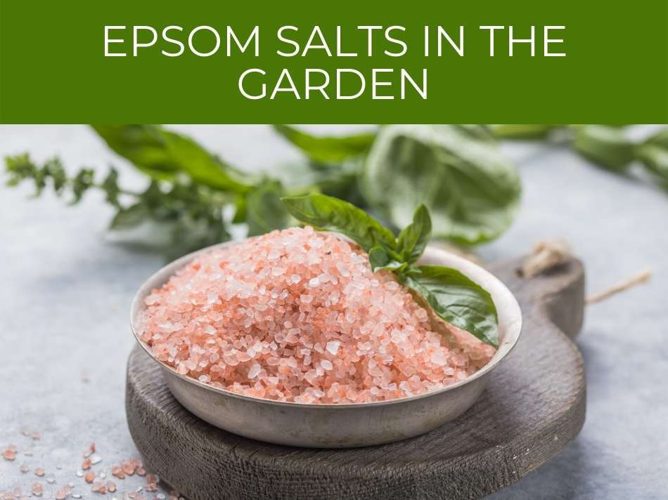 A bowl of pink Epsom salts with a green leafy plant in the background, titled "Epsom Salts in Gardening".