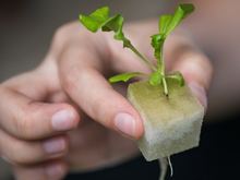 Hydroponic lettuce seedling