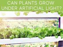 Can Plants Grow Under Artificial Light?