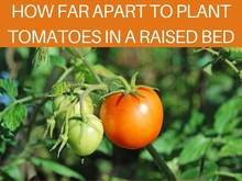 How Far Apart To Plant Tomatoes In A Raised Bed How Far Apart To Plant Tomatoes In A Raised Bed