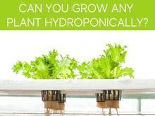 Can You Grow Any Plant Hydroponically? Can You Grow Any Plant Hydroponically?