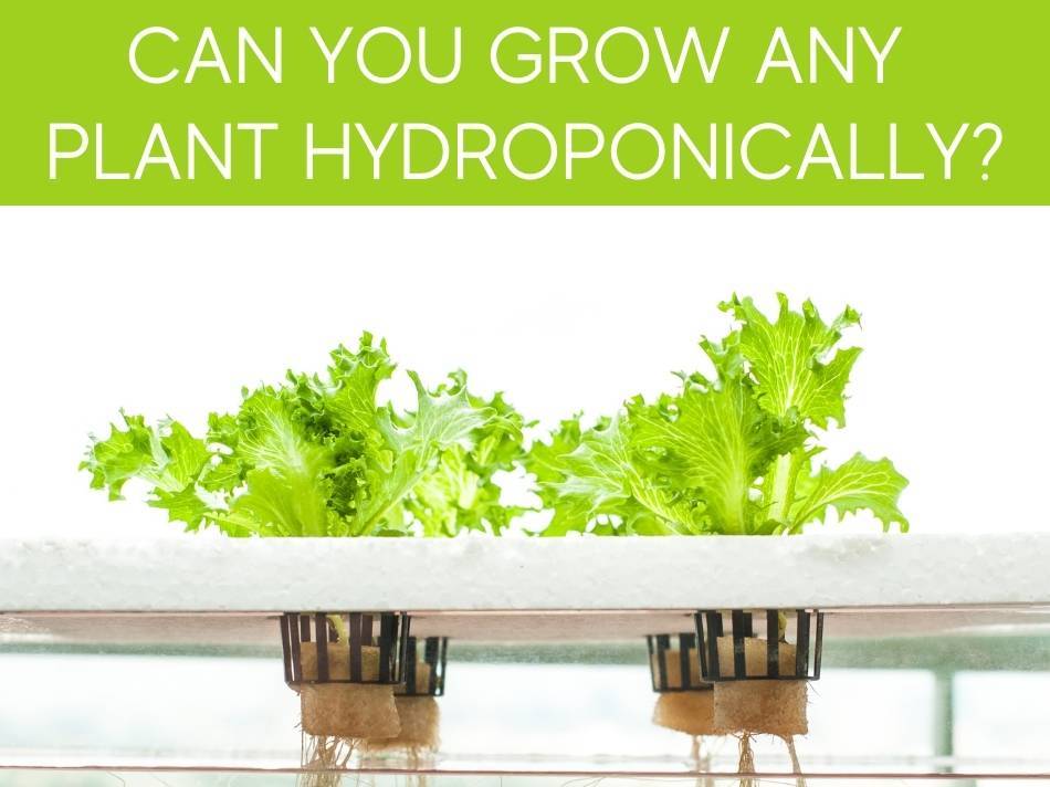 Can You Grow Any Plant Hydroponically?