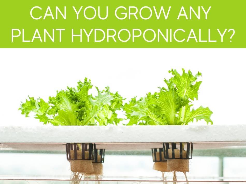 Can You Grow Anything With Hydroponics?