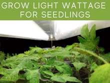 Grow Light Wattage For Seedlings Grow Light Wattage For Seedlings