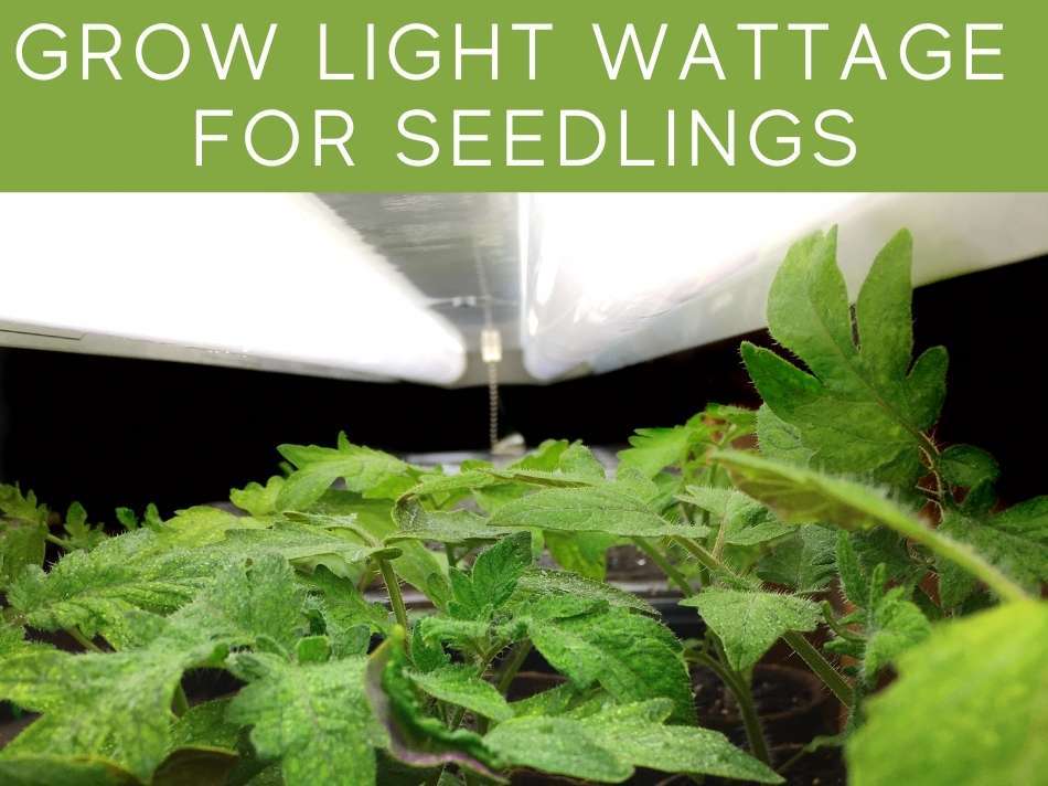 Grow Light Wattage For Seedlings