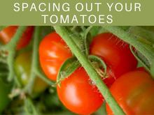 Spacing Out Your Tomatoes Spacing Out Your Tomatoes