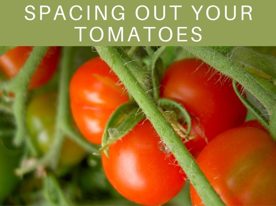 Spacing Out Your Tomatoes