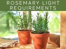 Rosemary Light Requirements