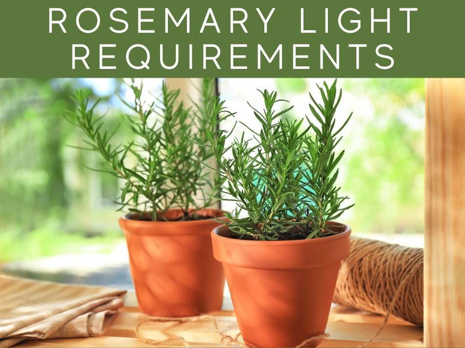 Can Rosemary Grow in the Shade?