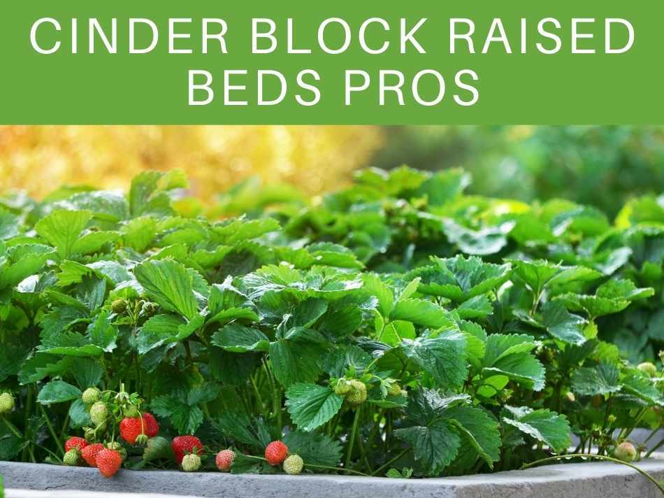 Pros and Cons of Cinder Block Raised Beds