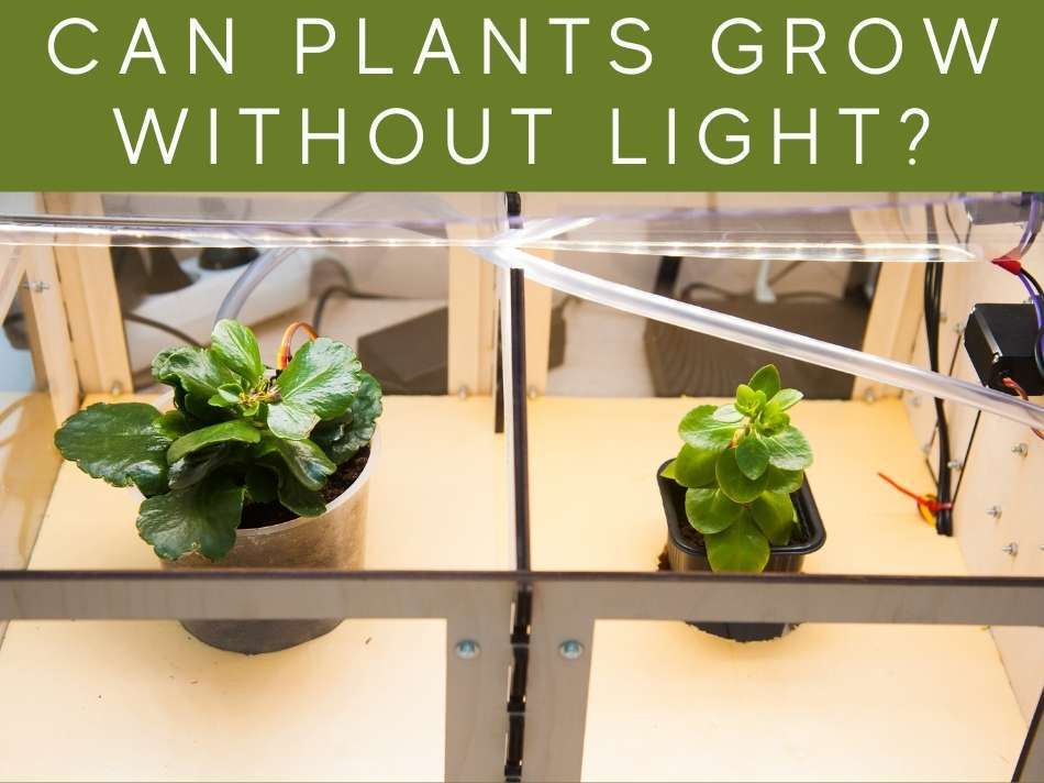 Can Plants Grow Without Light?