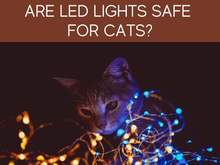 Are LED Lights Safe for Cats?