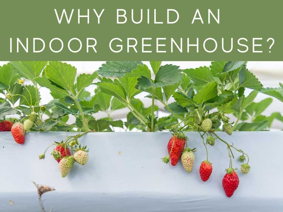 Why Build An Indoor Greenhouse?