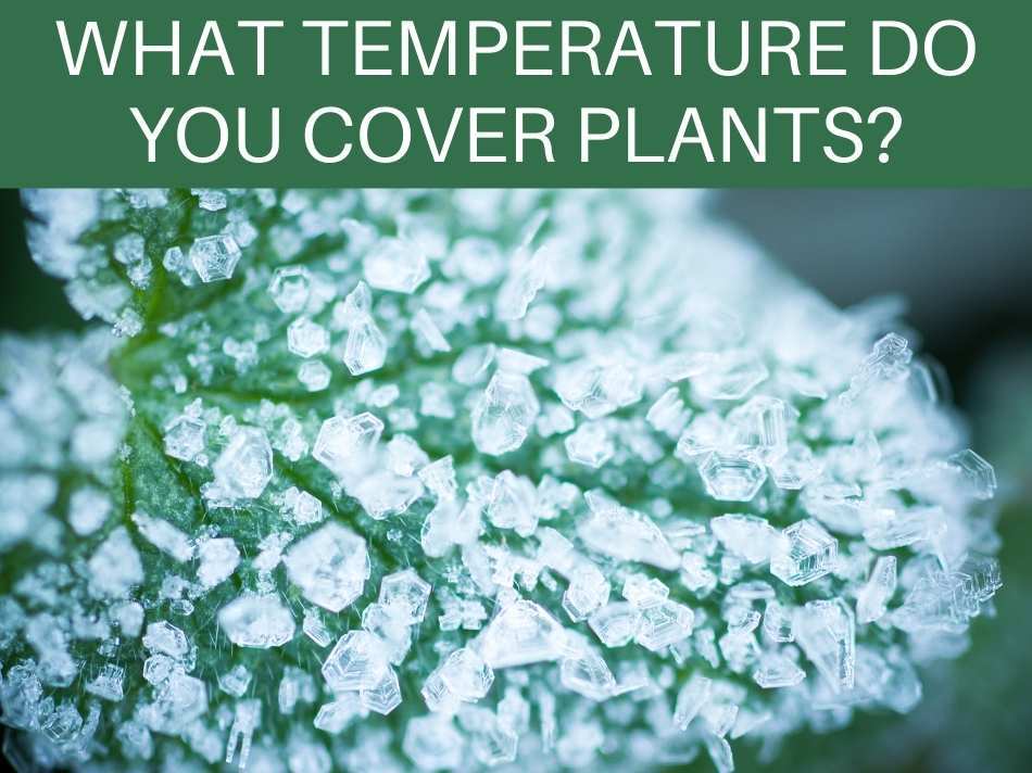 What Temperature Do You Cover Plants?