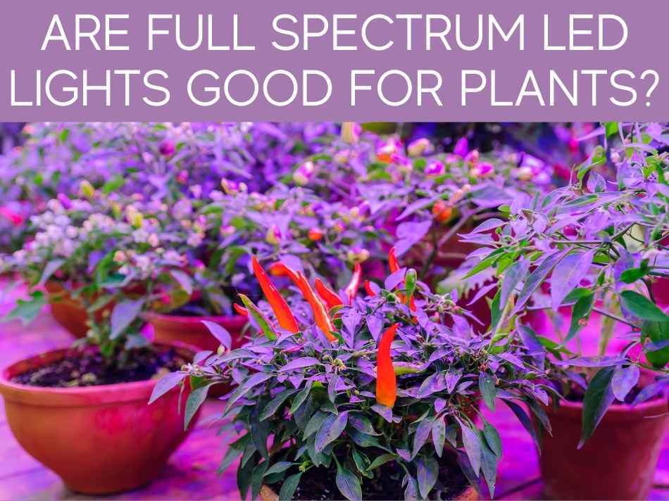 Are Full Spectrum Lights Good For Plants?