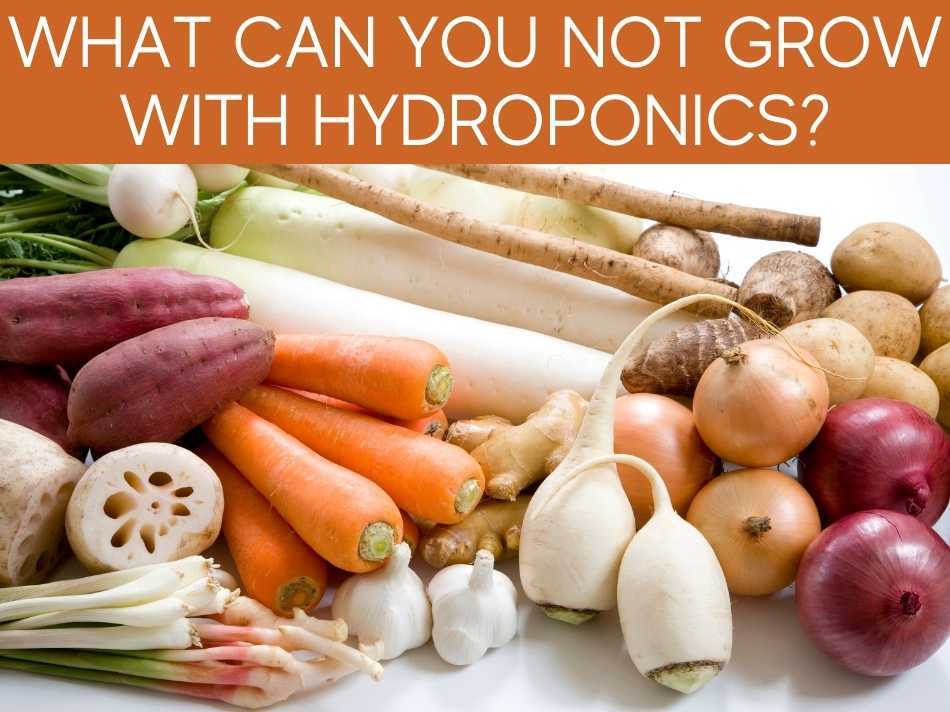 What Can You Not Grow With Hydroponics?