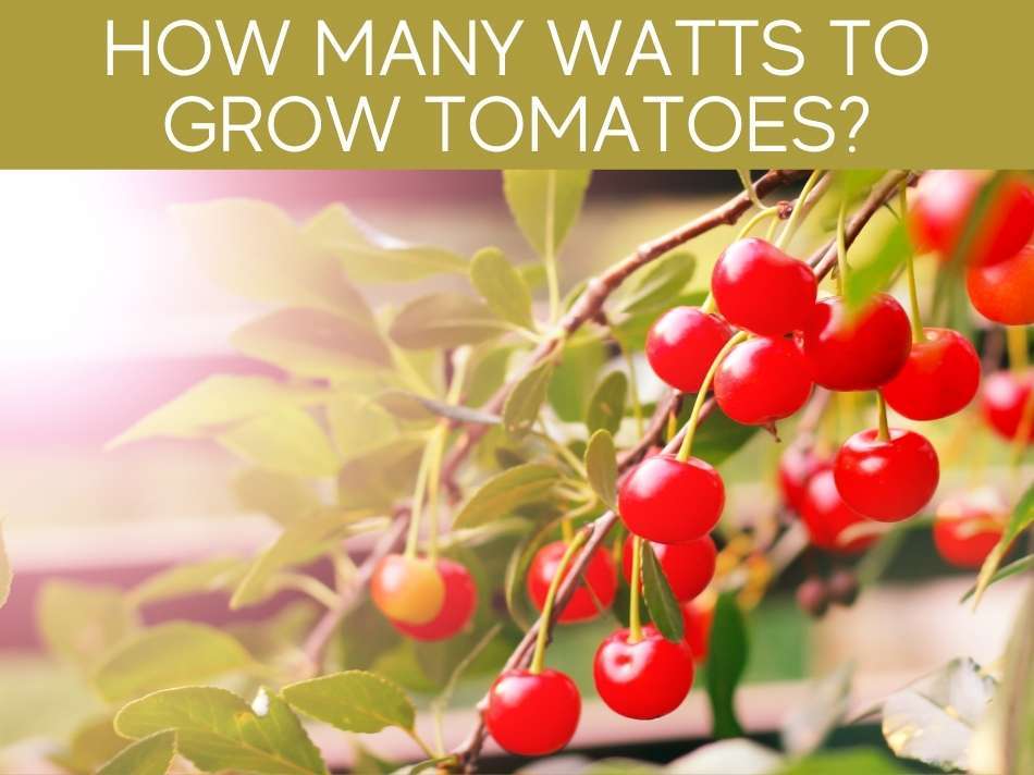 How Many Watts To Grow Tomatoes?