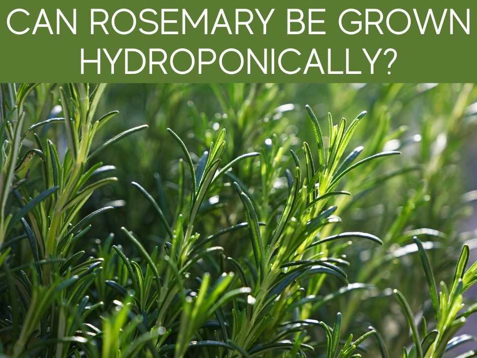 Can Rosemary Be Grown Hydroponically?