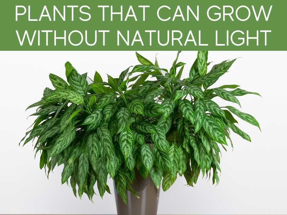 Plants That Can Grow Without Natural Light